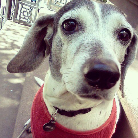 Guideposts: Brett's Lola was half dachshund, half beagle.