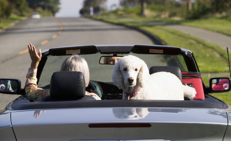 a woman in a car with a dog passenger waves goodbye in the rearview mirror blessing those who move on