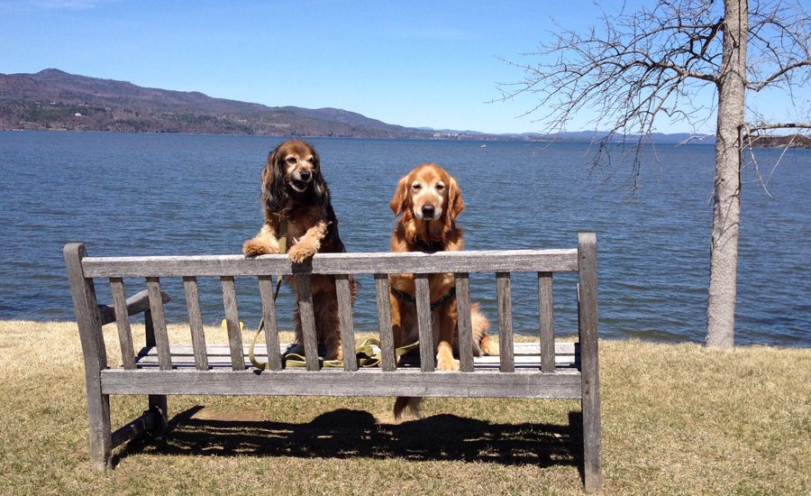 Labor Day Activities: Kelly and Ike relax on a lakeside bench
