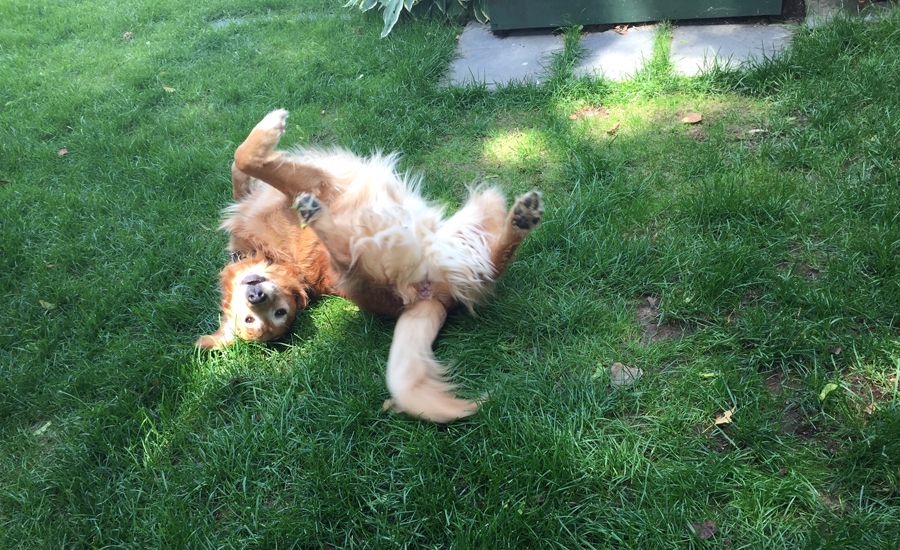 Labor Day Activities: Ike clearly has his rolling-in-the-grass technique down.