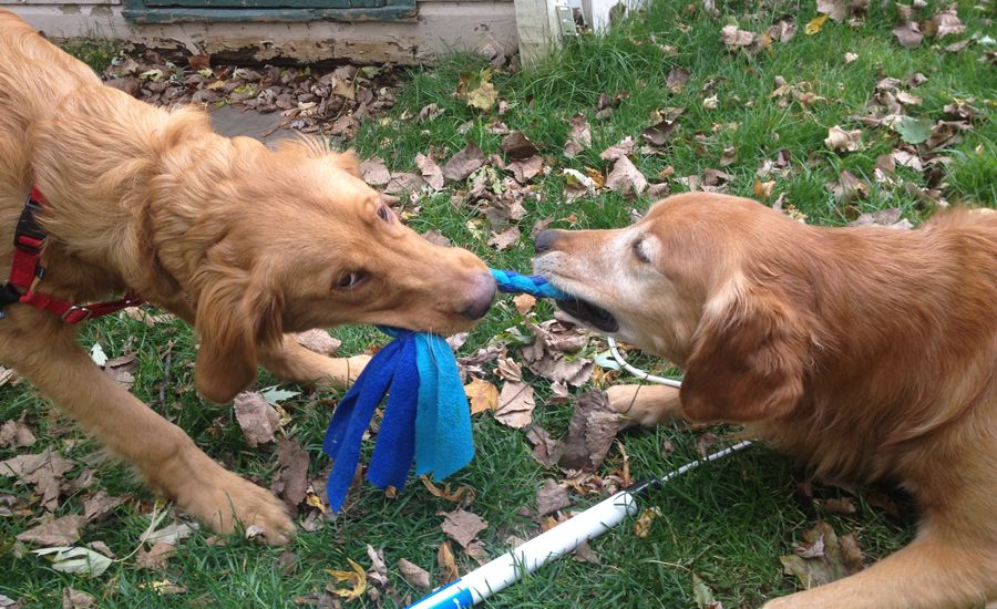 Labor Day Activities: Zeke and Ike compete in a friendly game of tug-of-war.