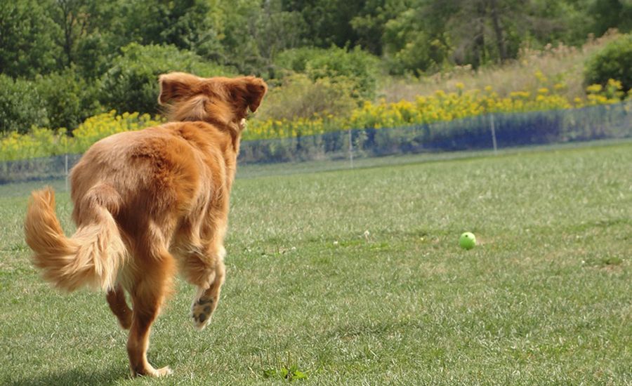Labor Day Activities: Ike sprints across an open field after a tossed tennis ball, just for the joy it brings.