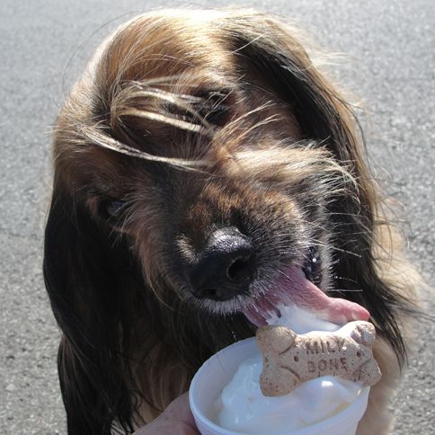 Labor Day Acitivities: Kelly enjoys a slurp off an ice cream topped with a dog biscuit.
