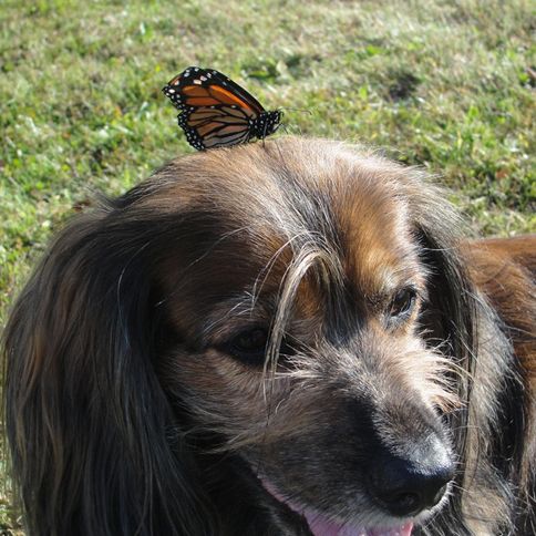 Labor Day Activities: Kelly relaxes with a butterfly friend.