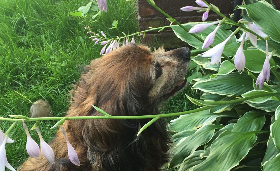 Labor Day Activities: Kelly takes some time to stop and smell the flowers.