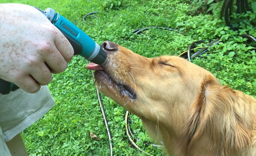 Labor Day Activities: Zeke takes his summer refreshment straight from the hose.