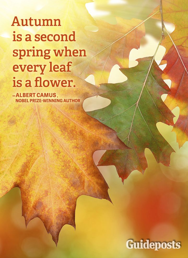 Autumn quote spring flowers leaves Albert Camus