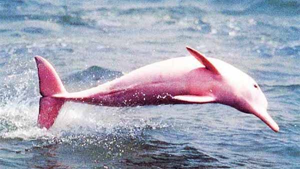 The pink dolphin spotted in Louisiana.