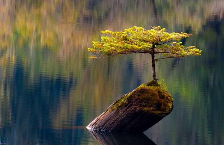 Guideposts: It seems impossible, but this fir tree clings to life on a tiny, rocky outcrop in the middle of Fairy Lake in British Columbia, Canada.