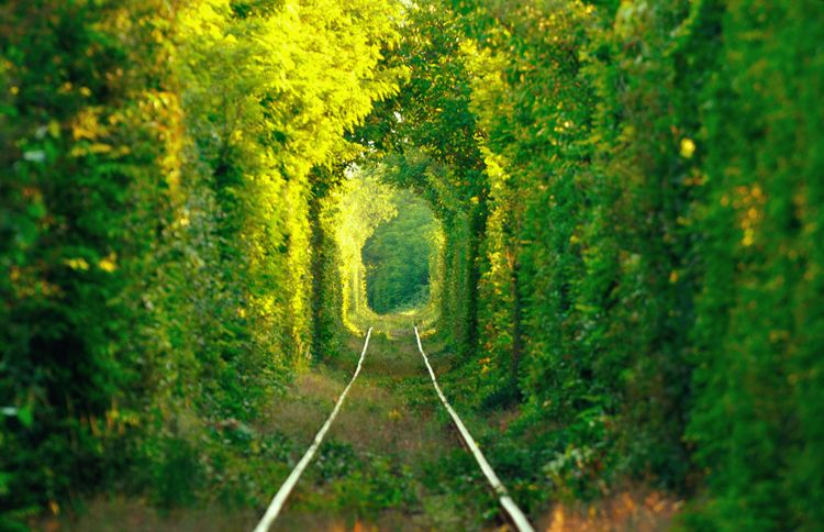 Guideposts: The trees surrounding a Ukrainian train track naturally formed this awe-inspiring lane.