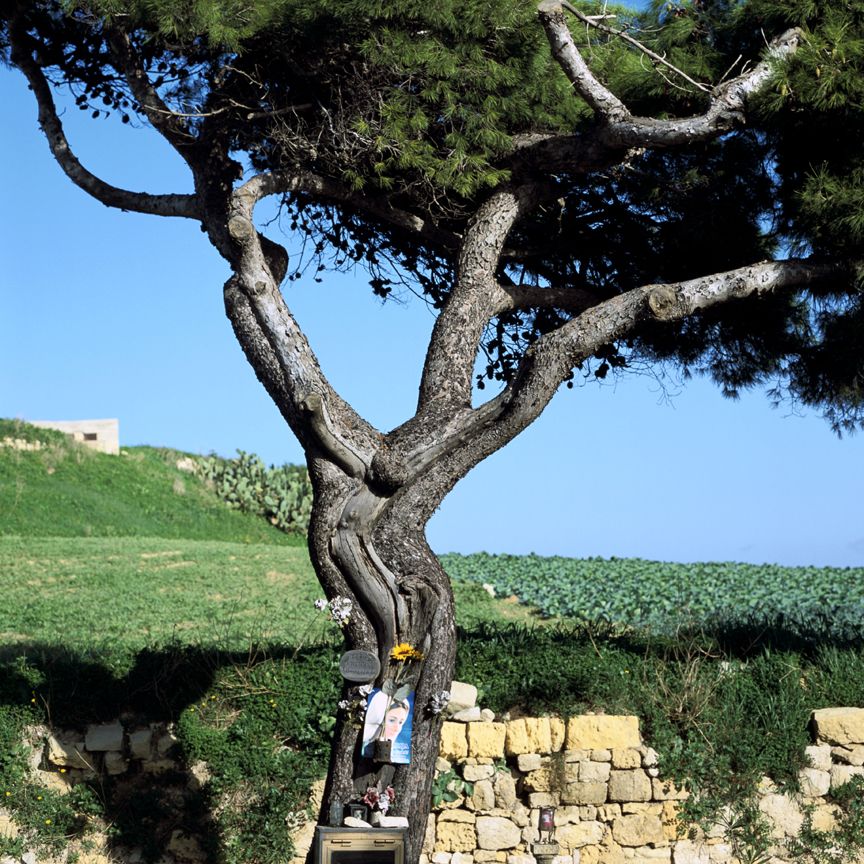 Guideposts: Years ago, this ordinary tree in Malta was supposedly struck by lightning. It now bears the not-so-ordinary image of Jesus on the cross.