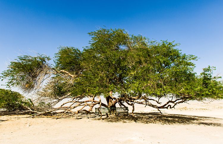 Guideposts: This nearly 400-year-old tree, the only tree of its kind for miles and miles, makes its sandy home in the middle of the dessert in Bahrain.