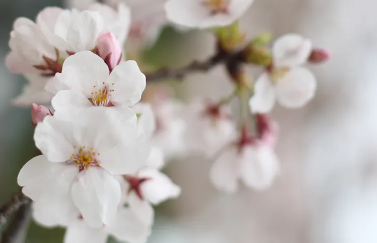 Guideposts: Flowers on the trees grown from seeds sent into space bloomed years early with five petals instead of 30 like their parent trees.