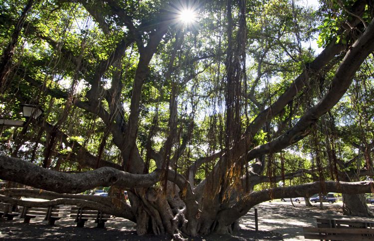 Guideposts: Maui’s massive Banyan tree is one of the largest of its kind and takes over a block in downtown Lāhainā.