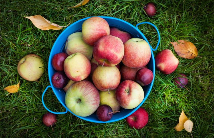 Guideposts: A bushel basket filled with autumn's apples
