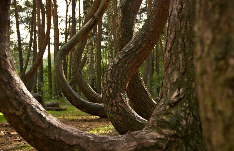 Guideposts: This grove of nearly 400 pine trees—shaped like upside-down question marks—may have been intentionally molded by Polish farmers prior to World War II.