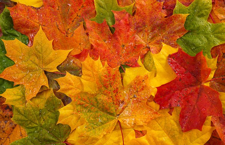 Guideposts: A closeup shot of fallen autumn leaves in a wide range of hues