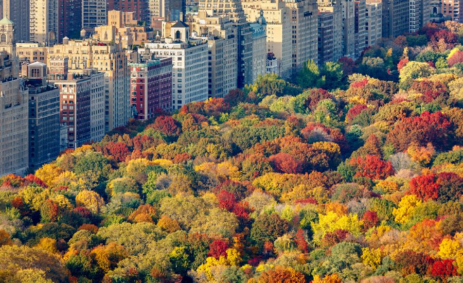 Guideposts: NYC apartments abut Central Park, with trees aflame with fall foliage