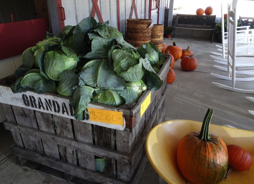 The store at the apple orchard featured giant cabbages, some weighing almost 10 pounds!