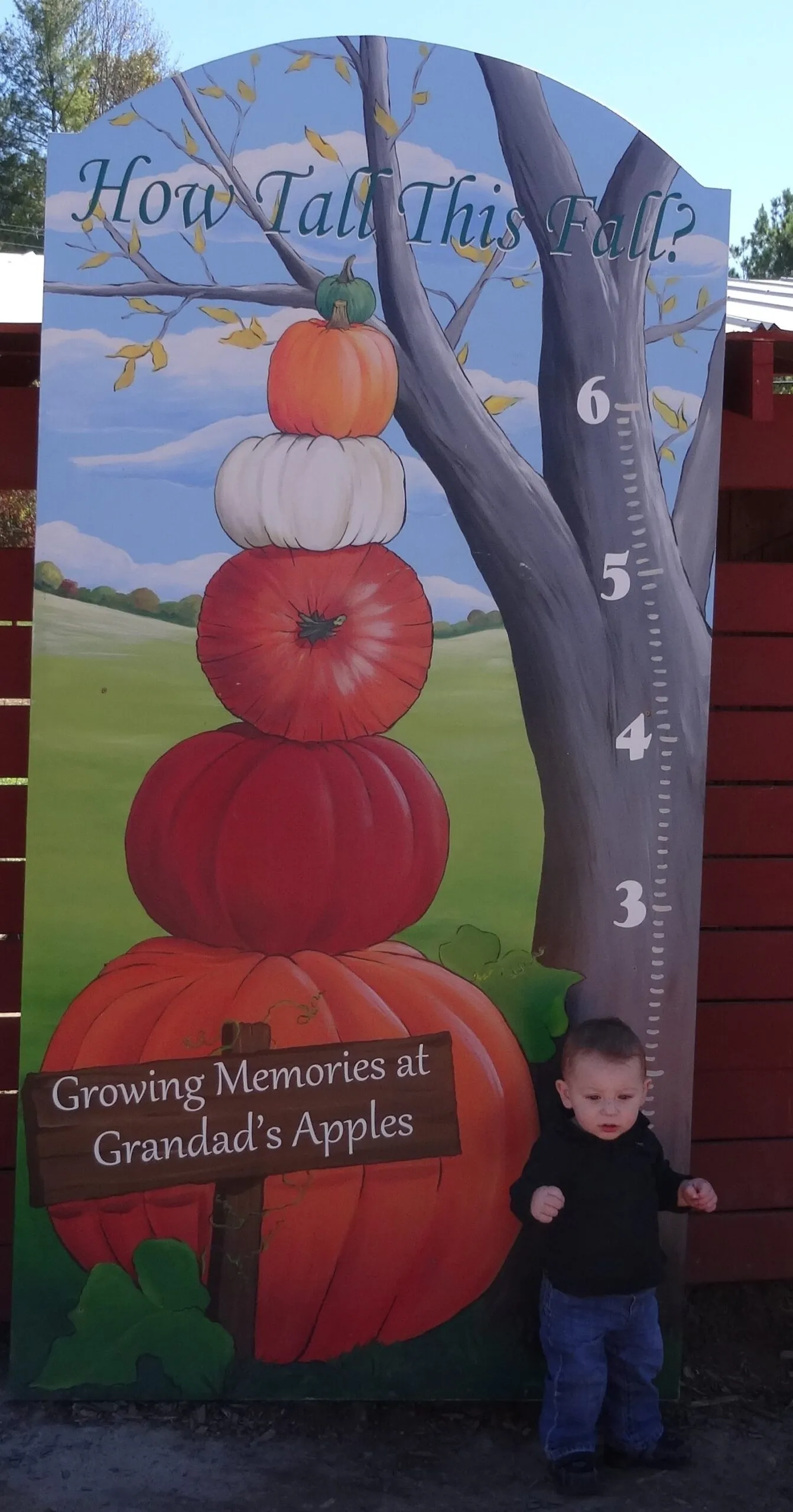 Nolan stands tall at the measuring stick at the apple orchard.