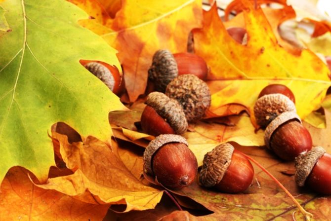 But why do I never notice Your acorns until they fall from the tree?