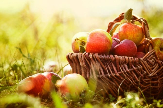 I listen to the crunch of an apple and hear the music of autumn.  O, taste and see.