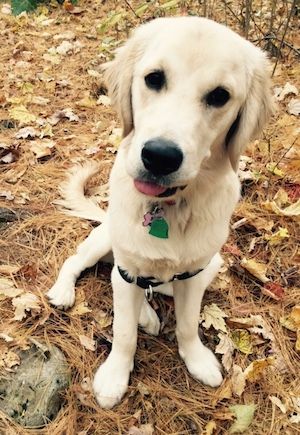 Grace, the inspirational puppy prepares to run off leash.