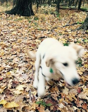 Grace, the inspirational puppy, takes off.