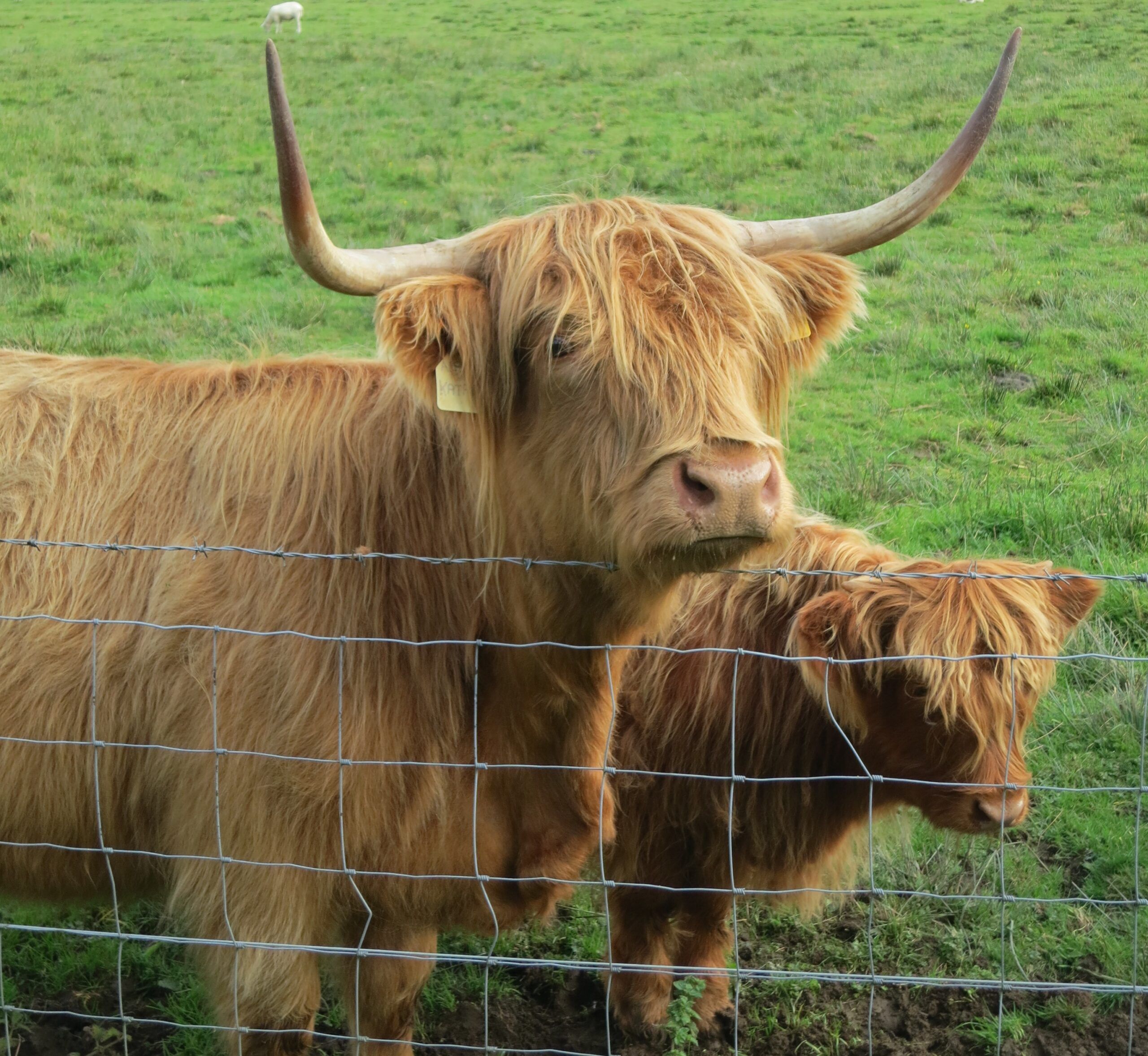 Meet the cows of the Highlands, aka “hairy coos.”