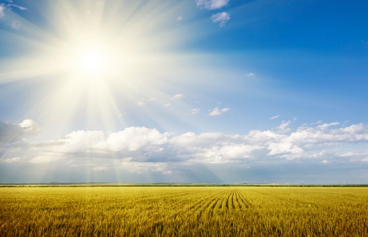 Guideposts: The sun shines brightly over a golden field of wheat.