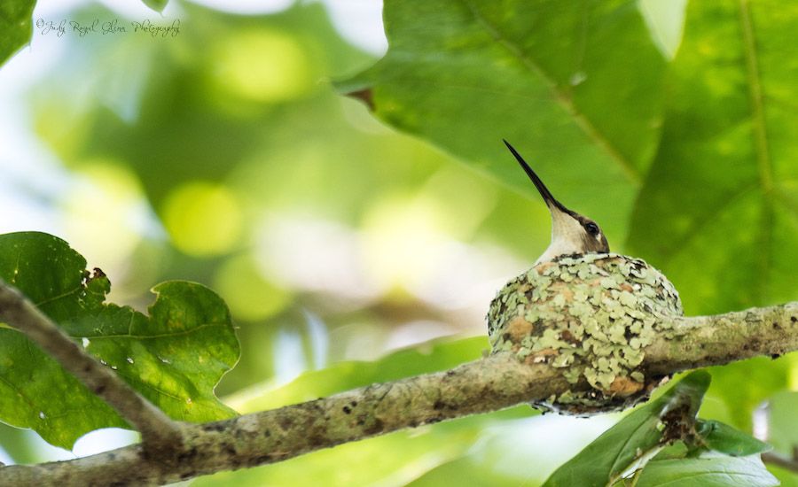 The Power of Faith: Faith the Hummingbird in her nest