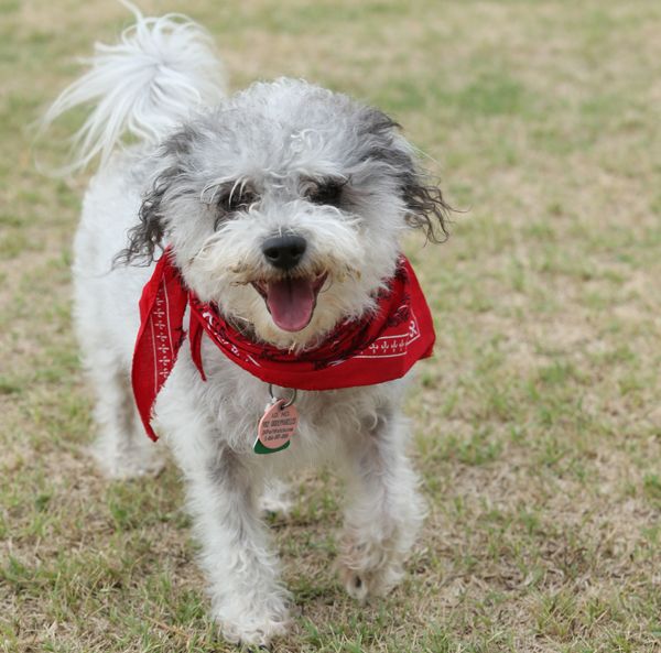 Guideposts: Homer the amazing Maltese mix