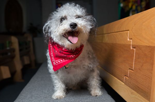 Guideposts: Homer sits on a pew at St. Helen’s Catholic Church