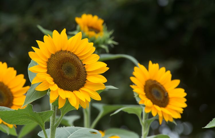 sunflowers lift their heads to the sun, representing the hope and future God has for us in Jeremiah 29:11