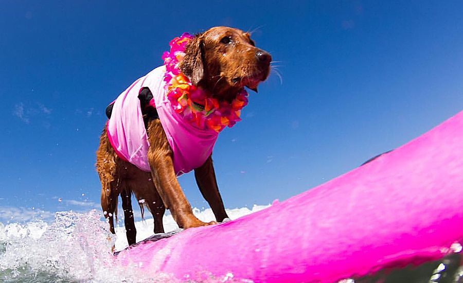 Guideposts: Ricochet the Surfing Dog