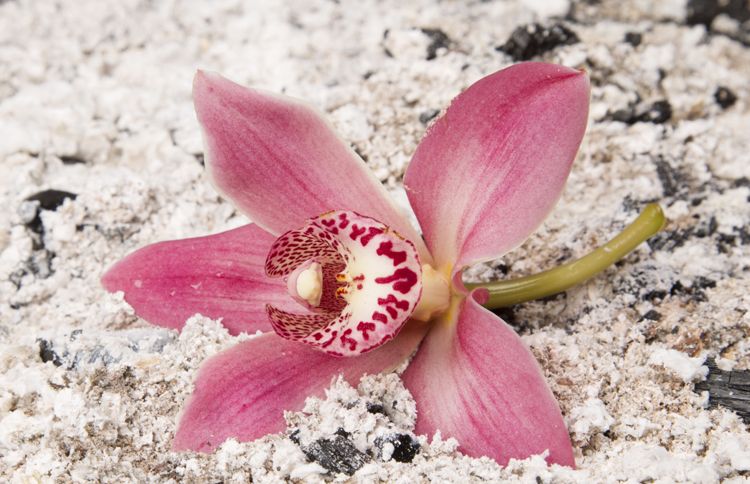 A pink orchid rests on top of ashes showing goodness in the midst of obstacles Romans 8:28