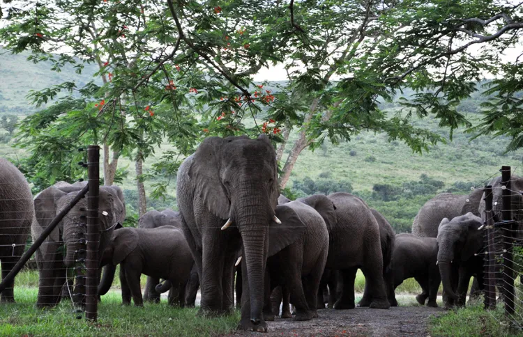 Guideposts: Lawrence's elephants returned to pay tribute to him on the anniversary of his memorial service