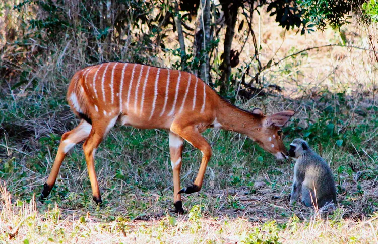 Guideposts: Two unlikely animals forge a friendship at Thula Thula