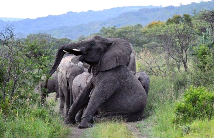 Guideposts: The elephants Lawrence rescued pause on a path at his game reserve