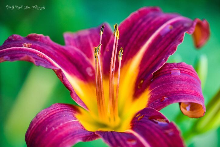 Guideposts: This day lily was the prettiest blossom hidden amongst the other lilies at Lake Junaluska, North Carolina.