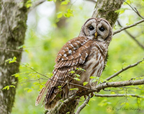 Guideposts: The joy of quiet moments spent with a barred owl in the woods of the State Botanical Garden of Georgia.
