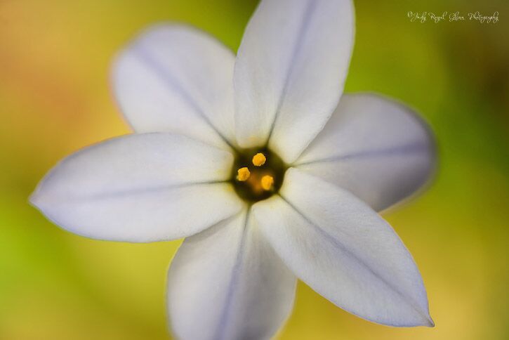 Guideposts: Sometimes fully appreciating nature's beauty requires close observation; this tiny ipheion flower stands about just five inches off the ground.
