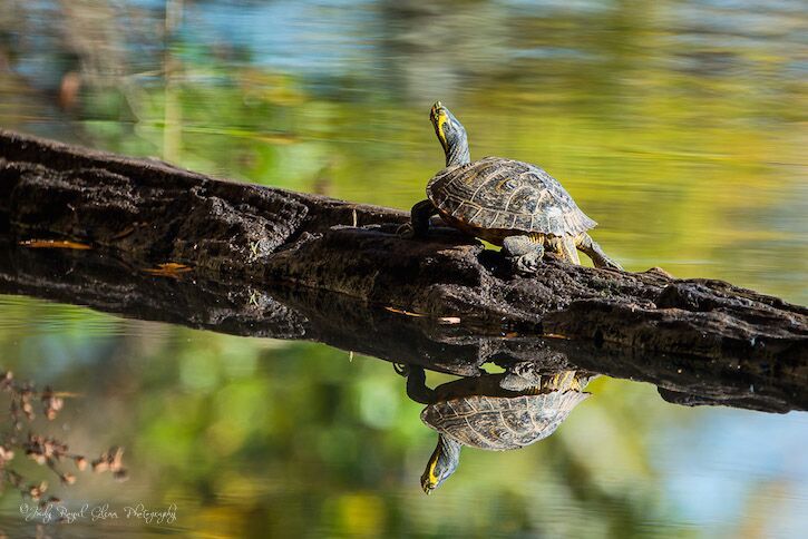 Guideposts: A turtle spends the morning sunning on a log at Sandy Creek Nature Park in Athens, Georgia.