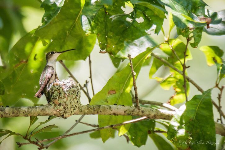 Guideposts: A female ruby-throated hummingbird snuggles with her babies in a nest the size of a walnut at the State Botanical Garden of Georgia.
