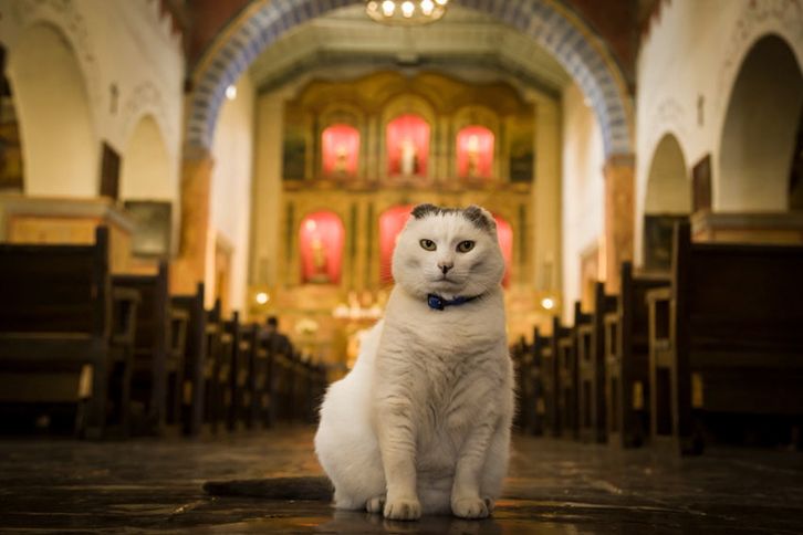 Guideposts: Sula the cat poses at her home, California's Old Mission San Juan Bautista