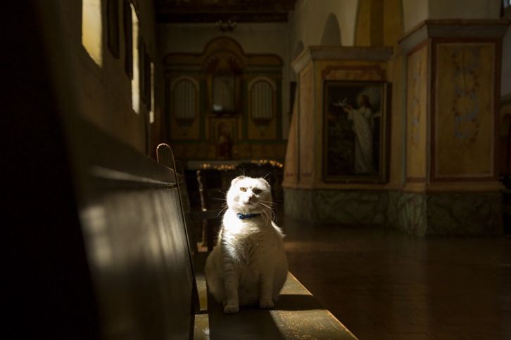 Guideposts: Sula perches on a pew at the Old Mission San Juan Bautista