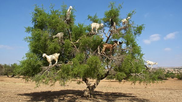 A Christmas gift of goats.