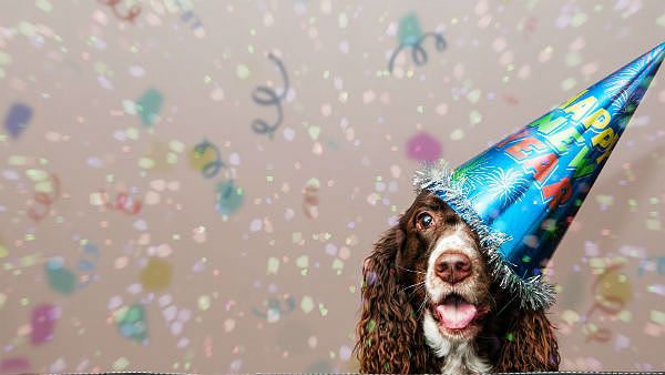 New Year's Resolutions for your dog