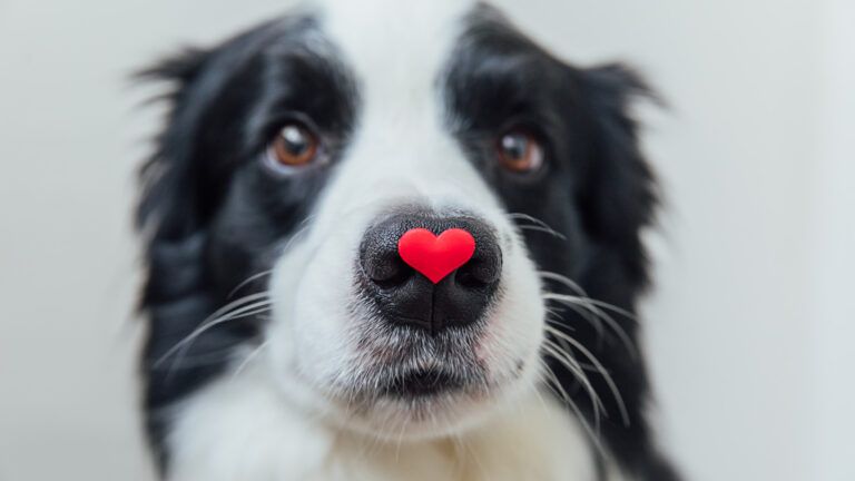 Dog with a heart of his nose with short Valentine's Day quotes