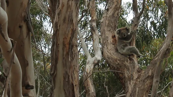 Looking for koala bears on Kangaroo Island, Australia. Sometimes you have to look hard to find what you want.